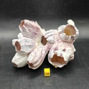 Natural Barnacle Cluster (Medium)