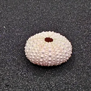 Sea Urchin (Small Pink) for Aquarium Decor