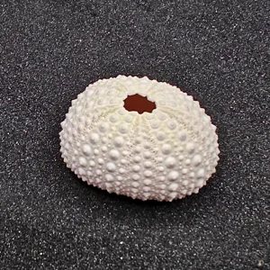 Sea Urchin (Medium Pink) for Aquarium Decor