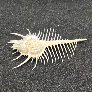 Murex Pecten (Venus Comb) Shell Medium