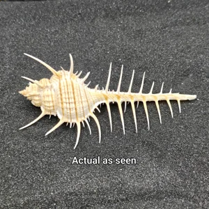 Murex Pecten (Venus Comb) Shell Large