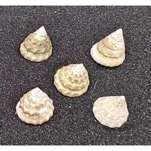 Mini Troca Shells x5
