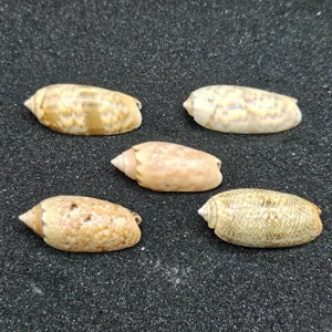 Olive Shells x5