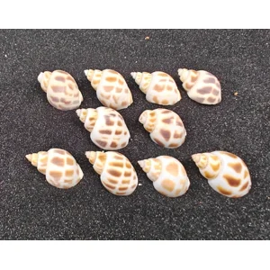 Babylon Shells (very small) x10