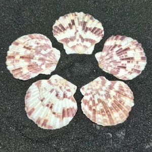 Mini Scallop Shells x5