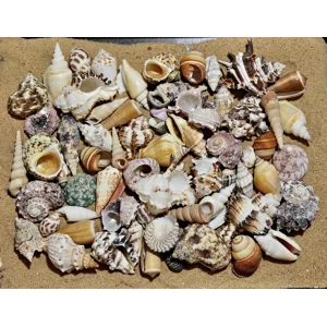 Ultimate Hermit Crab Shells Selection x65