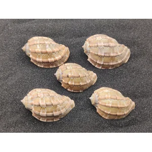 Harpa Shells (Large) x5