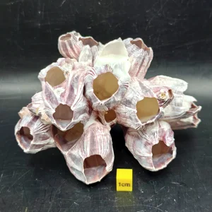 Natural Barnacle Cluster (Medium)