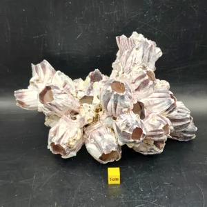 Natural Barnacle Cluster (Large)