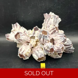 Natural Barnacle Cluster (Large)