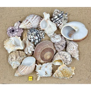 (Extra Large) Hermit Crab Shells Selection