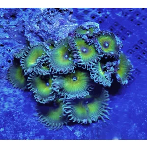 'Captain Jerk' 12+ Polyp Colony