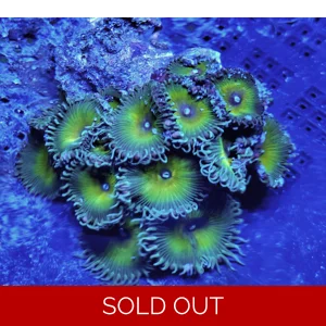 'Captain Jerk' 12+ Polyp Colony