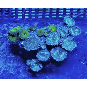 'Captain Jerk' and 'Irish Cream' Palythoa Colony