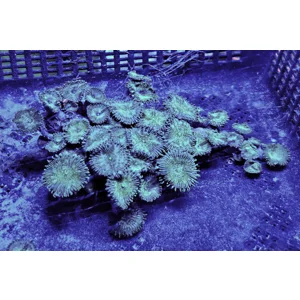 'Irish Cream' 25+ Polyp Colony