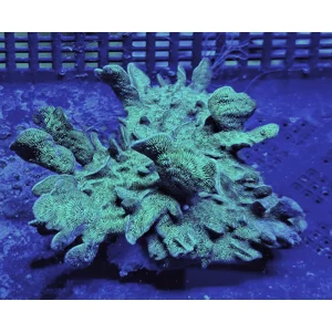 Green Cactus Pavona SPS Coral