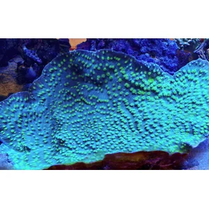 Hollywood Stunner Chalice LPS Coral Frag
