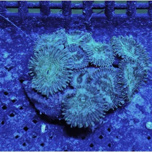 'Irish Cream' Palythoa Colony of 10 Polyps