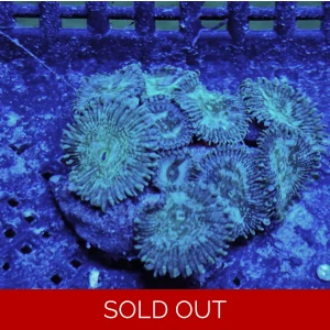 'Irish Cream' Palythoa Colony of 10 Polyps