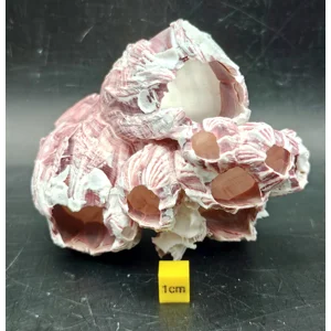 Natural Barnacle Cluster (Small)