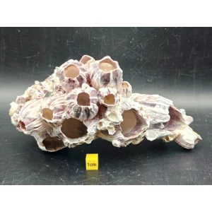 Natural Barnacle Cluster (Large)
