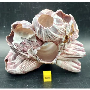 Natural Barnacle Cluster (Small)