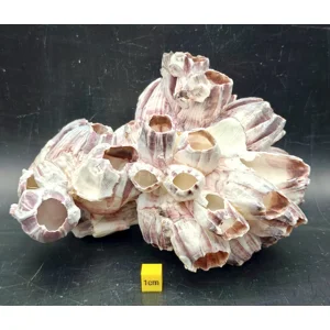 Natural Barnacle Cluster (Large)