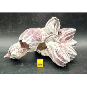 Natural Barnacle Cluster (Small)