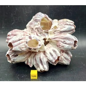 Natural Barnacle Cluster (Medium)