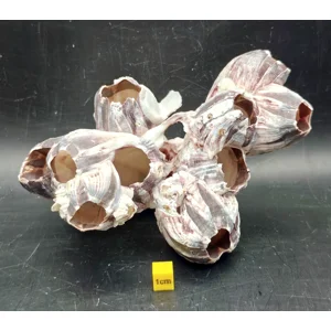 Natural Barnacle Cluster (Large)