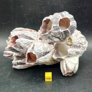 Natural Barnacle Cluster (Medium)