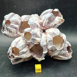 Natural Barnacle Cluster (Large)