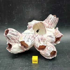 Natural Barnacle Cluster (Small)