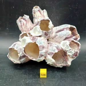 Natural Barnacle Cluster (Medium)