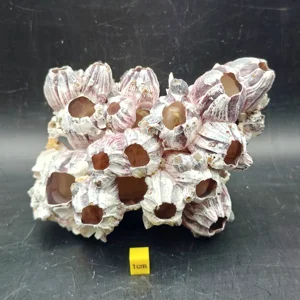 Natural Barnacle Cluster (Large)