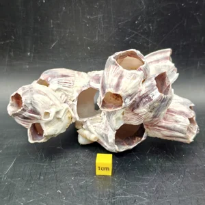 Natural Barnacle Cluster (Small)