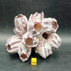 Natural Barnacle Cluster (Medium)