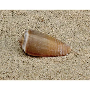 Magnus Cone Shell (Small)