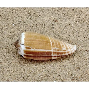 Magnus Cone Shell (Medium)
