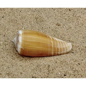 Magnus Cone Shell (Large)