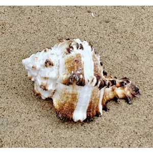 Murex Endiva Shell (Medium)