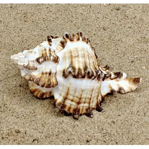 Murex Endiva Shell (Large)