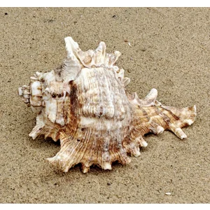 Murex Endiva Shell (Extra Large)
