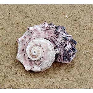 Delphinium Shell (Large)
