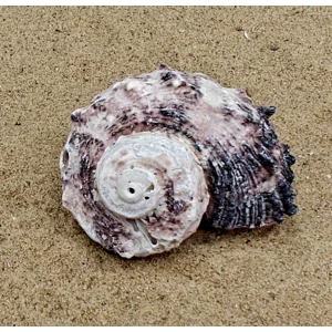 Delphinium Shell (Extra Large)