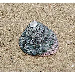 Troca Green Shell (Medium)