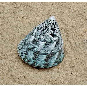 Troca Green Shell (Large)