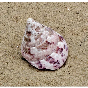 Strawberry and Cream Troca Shell (Medium)