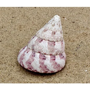 Strawberry and Cream Troca Shell (Large)