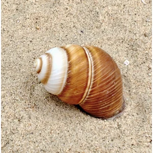 Spiral Top Shell (Small)